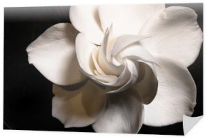 Gardenia Kwiat w pełnym rozkwicie w wysokiej rozdzielczości