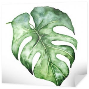 Akwarela monstera liść. Ilustracja roślin tropikalnych