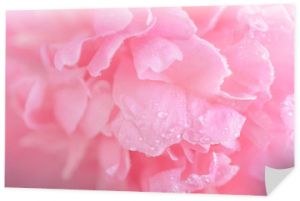 Przetarg mokry różowy kwiat piwonii makro w tle