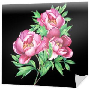 The bouquet flowering pink peonies, isolated on black background. Watercolor hand drawn painting illustration.