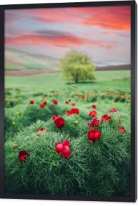 Piękny krajobraz z peoniami stepowymi. Wyjątkowe miejsce w Europie. Jedyne miejsce, w którym rosną te kwiaty, znajduje się w Transylwanii w Rumunii.