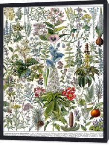 Illustration botanique / Plante médicinale
