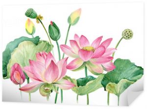 różowa granica lotosu. akwarela ilustracja botaniczna.