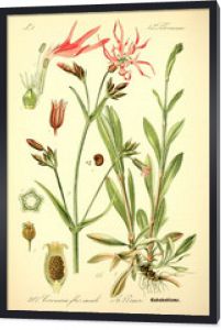 Ilustracja rośliny