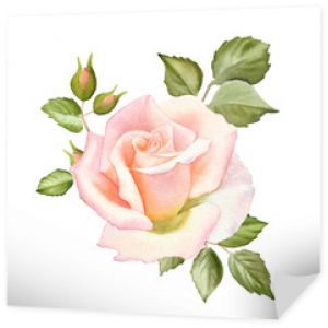 Akwarela przetargu róż kwiaty na białym tle na białym tle. Modny elegancki design na zaproszenie na ślub, plakat, kartki okolicznościowe i projektowanie stron internetowych. Rysunek kwiatowy ilustracja.