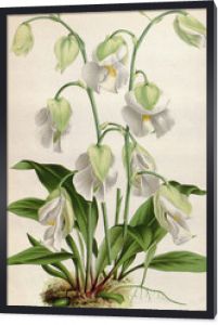 Ilustracja botaniczna / Utricularia alpina / Utriculaire alpine