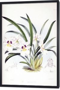 Ilustracja kwiatu