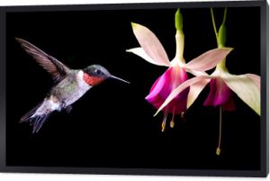 Koliber karmiący Hardy Fuchsia Flowers