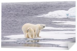 Niedźwiedź polarny (Ursus maritimus) matka i młode na paku lodowym, nor