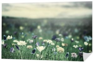 Tło wiosna z dzikimi kwiatami