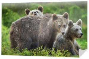 Młode niedźwiedzie brunatne (Ursus Arctos Arctos) w lesie latem. Naturalne zielone tło