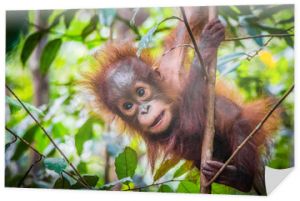 Najsłodszy orangutan świata wisi na drzewie na Borneo