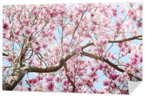 kwiat drzewa magnolii