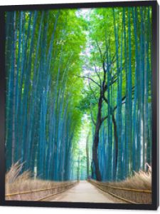 Bambusowe Gaje, las bambusowy w Arashiyama, Kioto w Japonii.