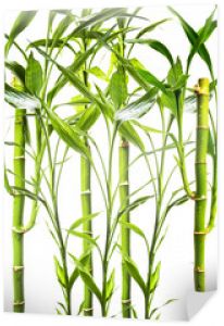młode rośliny bambusa na białym tle