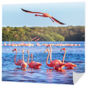 Wiele różowych pięknych flamingów w pięknej błękitnej lagunie. Meksyk. Park Narodowy Celestun. Obraz kwadratowy.