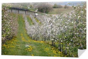 Kwitnący ogród jabłkowy wiosną