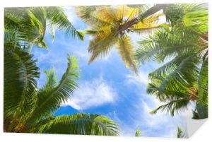 Palmy kokosowe nad jasnym niebem