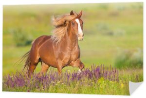 Piękny czerwony koń z długą grzywą biegnący w letni dzień w kwiatach