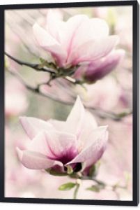 Kwitnąca magnolia białych kwiatów na wiosnę, retro vintage hipster image