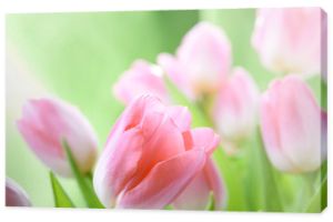 kwiaty tulipanów