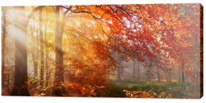 Jesień w lesie, promienie światła we mgle i czerwone liście