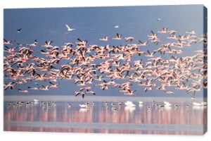 Stado różowych flamingów z jeziora Manyara w Tanzanii