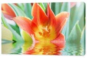 pomarańczowy tulipan