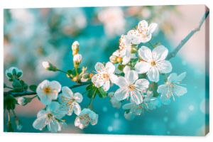Gałąź drzewa wiśni kwiat z kwiatami. Sakura na wiosnę i słońce z rozmyciem tła.
