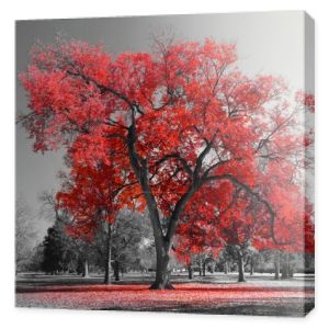 Duży czerwony drzewo