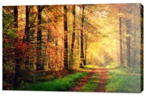Jesienna sceneria lasu z promieniami ciepłego światła