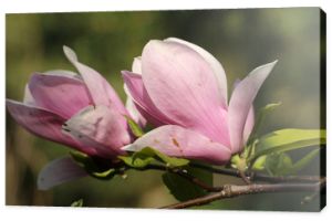 Kilka różowych kwiatów magnolii z bliska