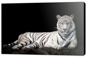 Biały tygrys odizolowany na czarno