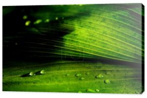 zbliżenie zielony kwiatowy tła z deszczu krople