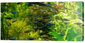 małe ryby pływające pod wodą wśród zielonych wodorostów w akwarium, panoramiczne ujęcie