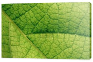 tekstury makro naturalny zielony liść 