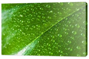 Widok z bliska zielony liść z kroplami wody 