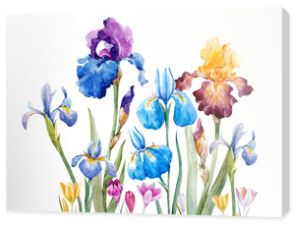 Watercolor iris composition