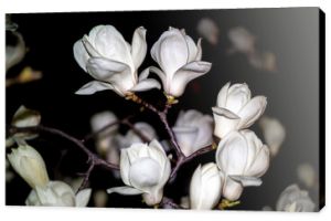 biały kwiat magnolii pięknie kwitnący w nocy.