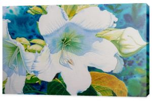 Akwarela kwiaty malarstwo oryginalne realistyczne kolorowe kwiaty Herald trąbka