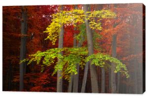 Jesienny las z czerwonymi i żółtymi liśćmi
