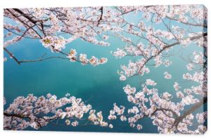 wiosna sakura różowy kwiat i woda w tle