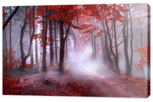 Mistyczny czerwony las