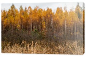 Jesienna scena z jasnożółtymi brzozami i długą dziką trawą na pierwszym planie jesienią