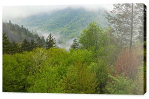 Wiosenny krajobraz we mgle lasu, Park Narodowy Great Smoky Mountains, Karolina Północna, USA