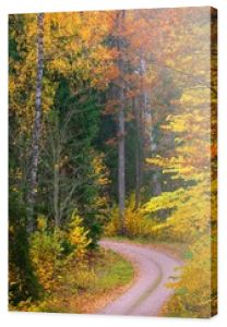 Kręta droga wiejska przez las bukowy. Potężne pnie drzew, żółte, czerwone, pomarańczowe liście. Idylliczny jesienny krajobraz. Sezon jesienny, ekologia, przyroda, ekoturystyka, rekreacja, nordic walking. Niemcy