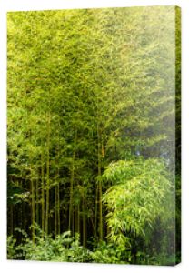 Panorama bambusowy las lub bambusowy gaj