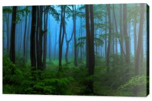 Bajkowe mgliste lasy w deszczowy dzień. Zimny mglisty poranek w lesie grozy