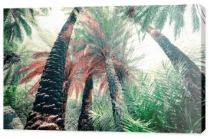 Abstrakcyjny tajemniczy krajobraz głębokiego lasu z egzotycznymi palmami