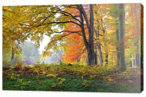 Panoramiczny widok na wzgórza w bukowym lesie. Potężne pnie drzew, żółte, czerwone, pomarańczowe liście. Idylliczny jesienny krajobraz. Sezon jesienny, ekologia, przyroda, środowisko, ekoturystyka, rekreacja. Niemcy